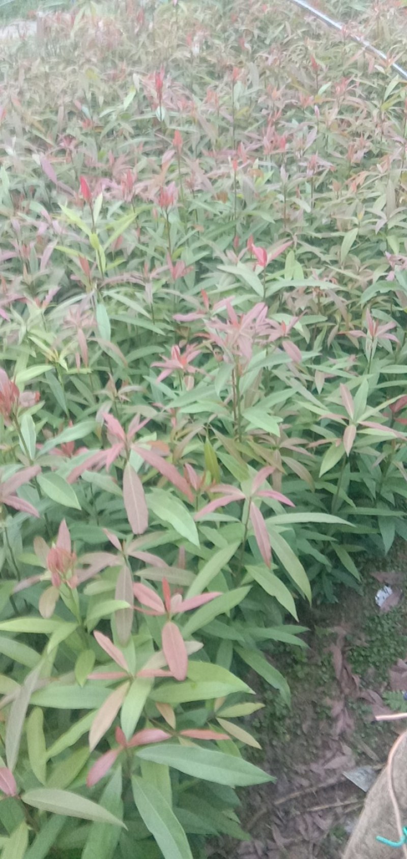刨花楠杯苗无纺布袋苗地径0.5至0.8厘米高50以上