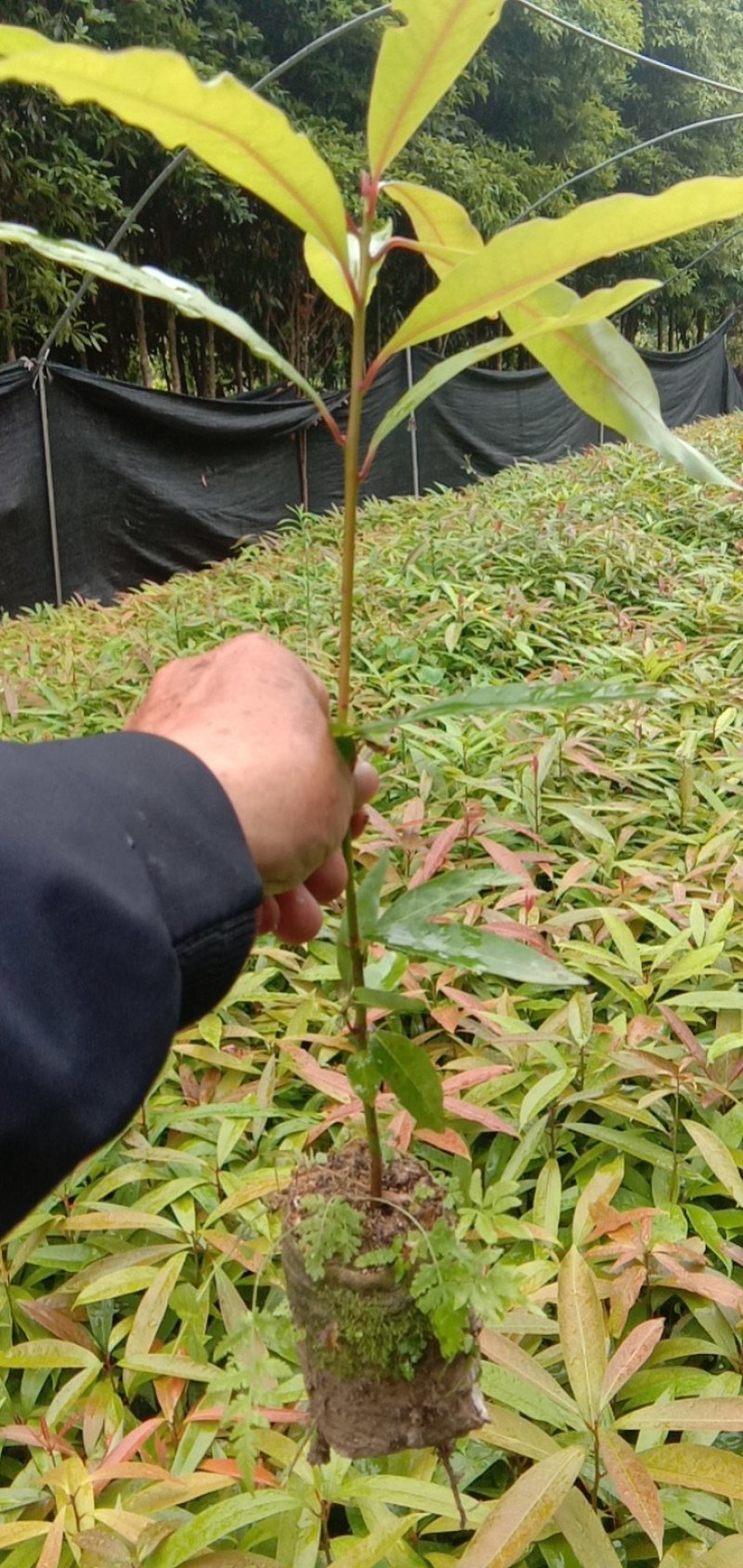 刨花楠杯苗无纺布袋苗地径0.5至0.8厘米高50以上