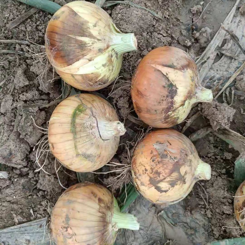 山东洋葱菏泽黄皮洋葱产地发货一手货源欢迎来电订购