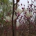 黄，红，白，紫玉兰。