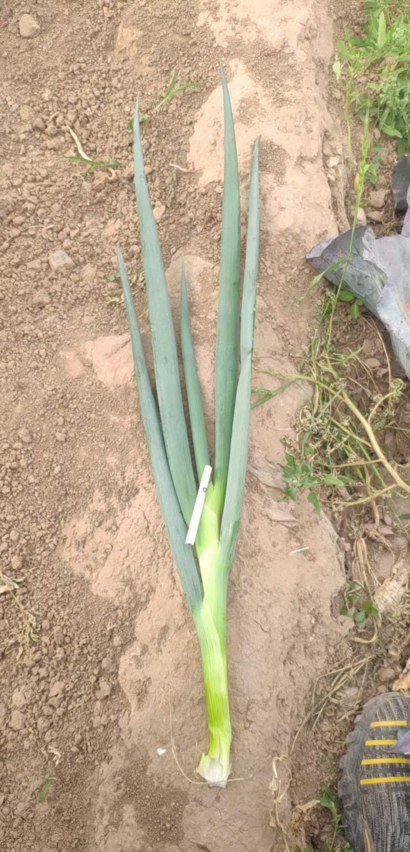 加工厂净葱，各种规格，都可以做，欢迎新老客户，实地考察，