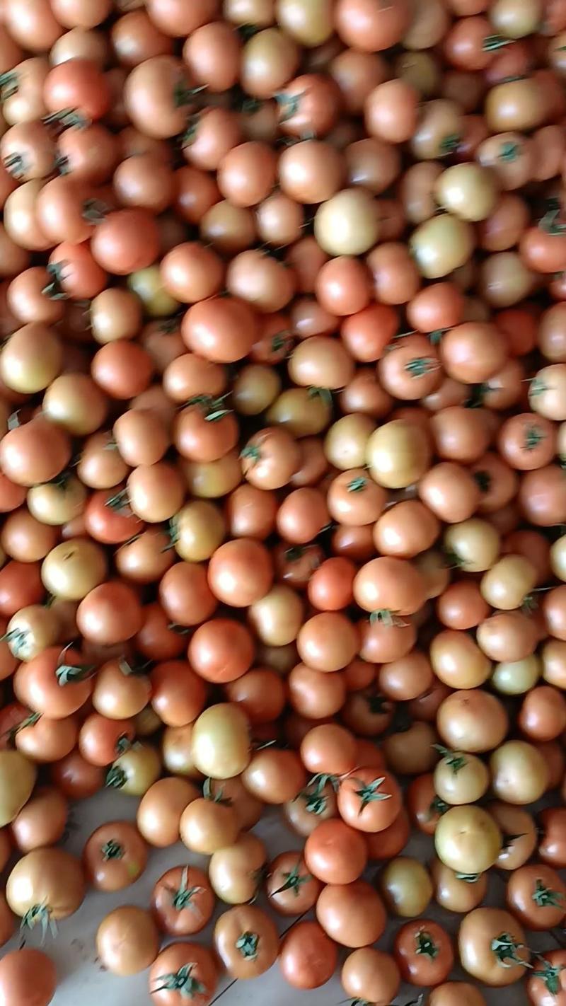 石头番茄大量供货中