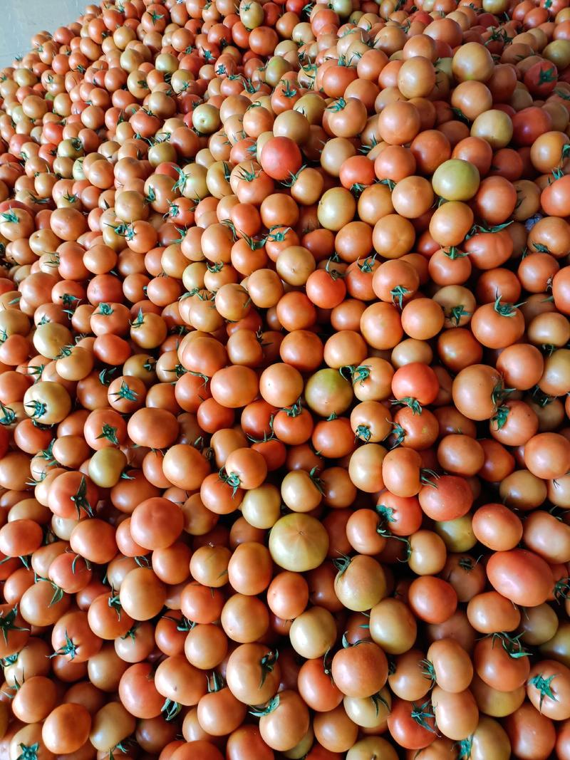 石头番茄大量供货中