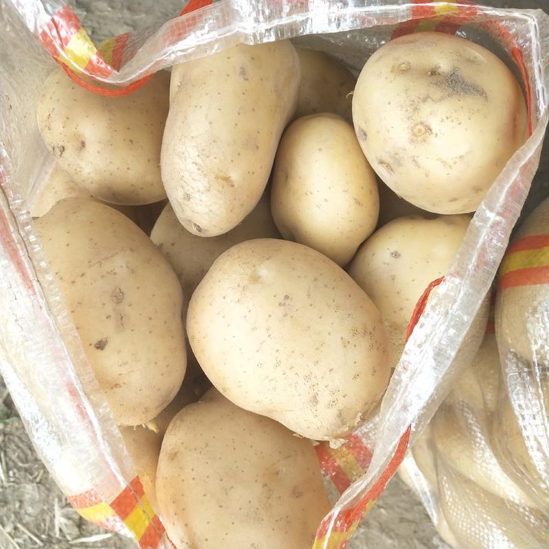 内蒙希森6号黄皮黄心土豆，产地直发，优质货源，诚信经营