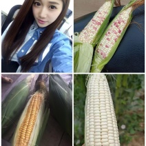 万亩新鲜甜玉米棒（黄玉米）一件代发供应批发和电商