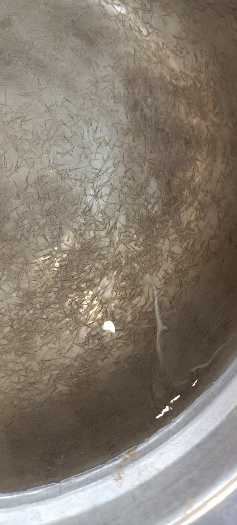 育苗直销，草鱼苗花，夏苗花，各种水花，优质水花，长期供应