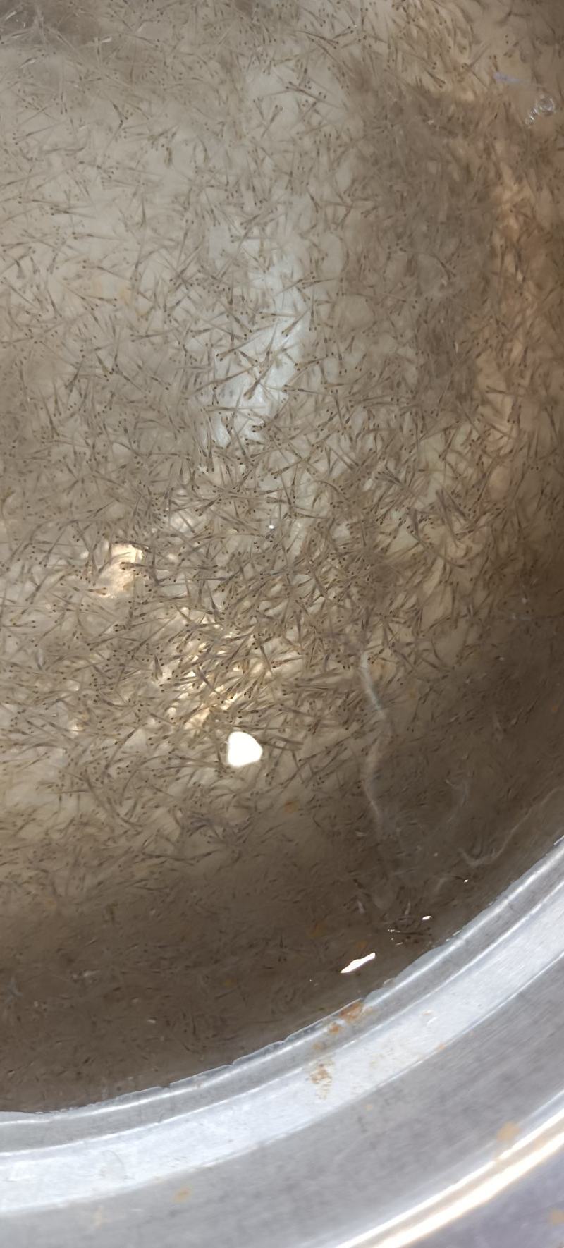 育苗直销，草鱼苗花，夏苗花，各种水花，优质水花，长期供应