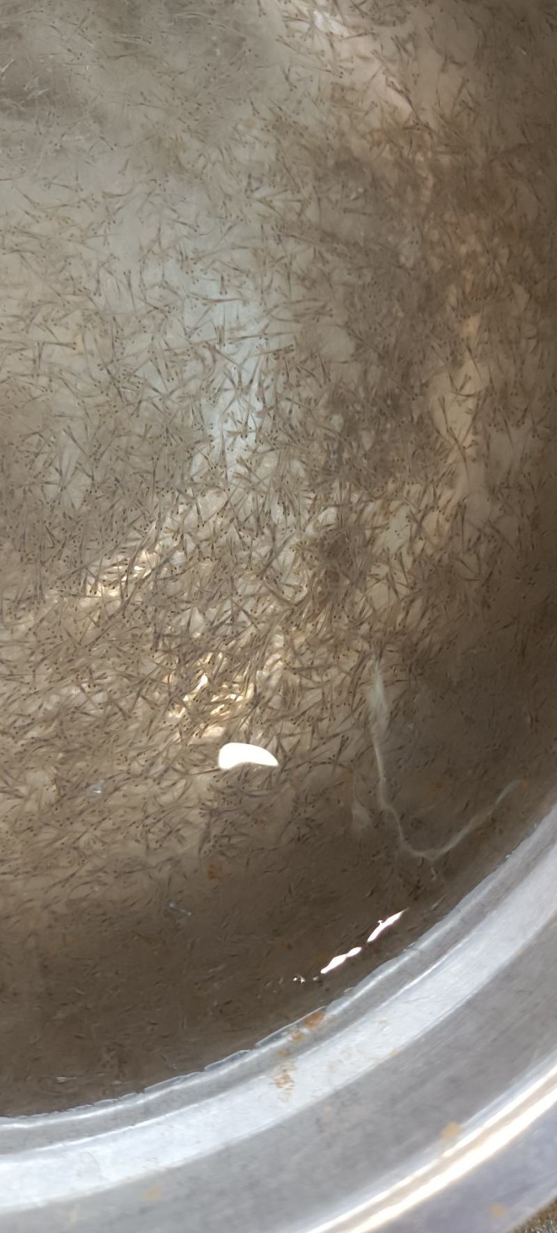 育苗直销，草鱼苗花，夏苗花，各种水花，优质水花，长期供应
