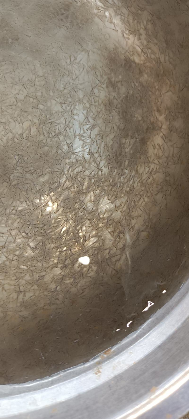 育苗直销，草鱼苗花，夏苗花，各种水花，优质水花，长期供应