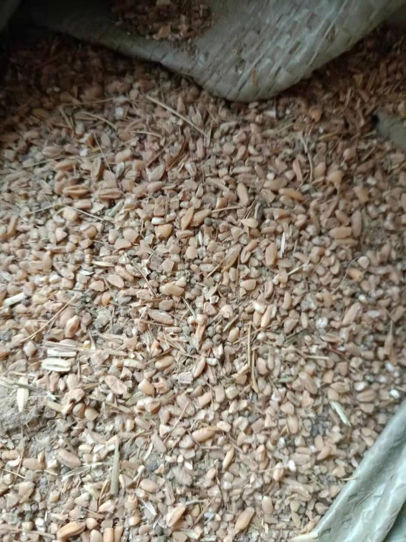 碎小麦筛漏