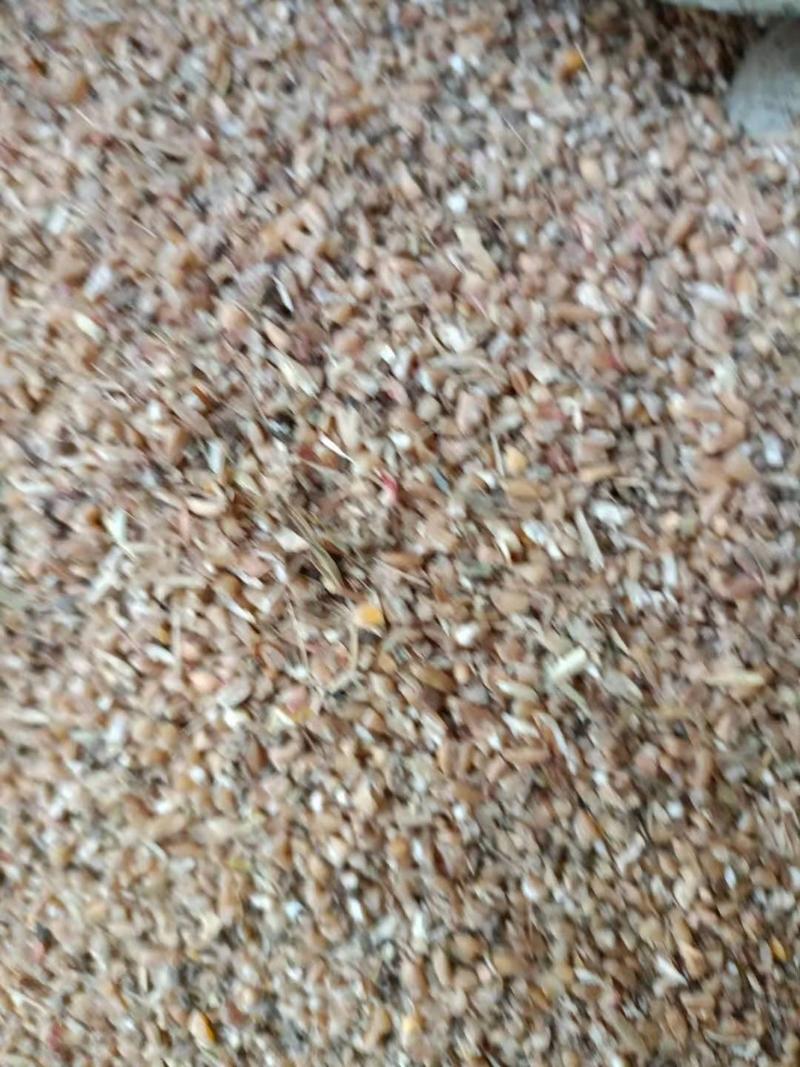 碎小麦筛漏