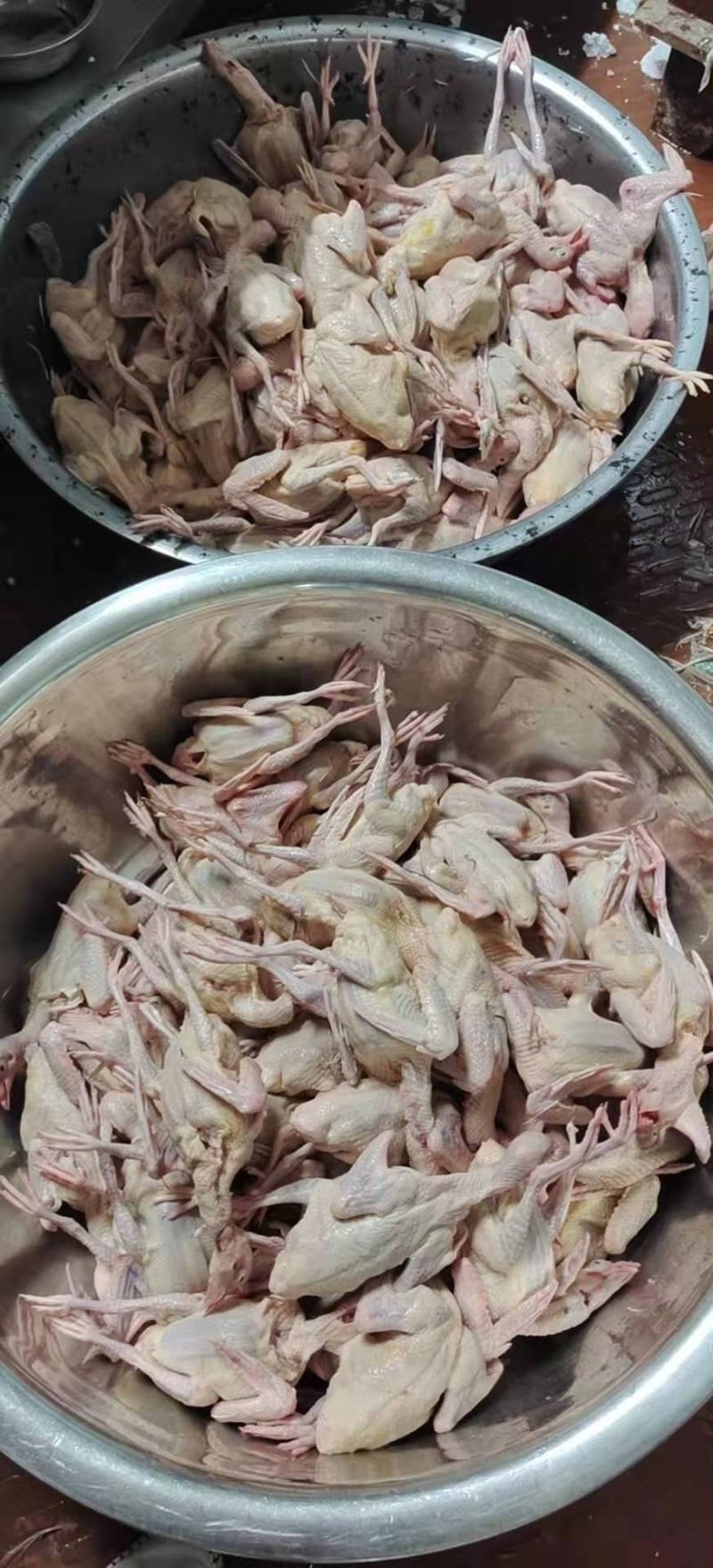 白条鸽
