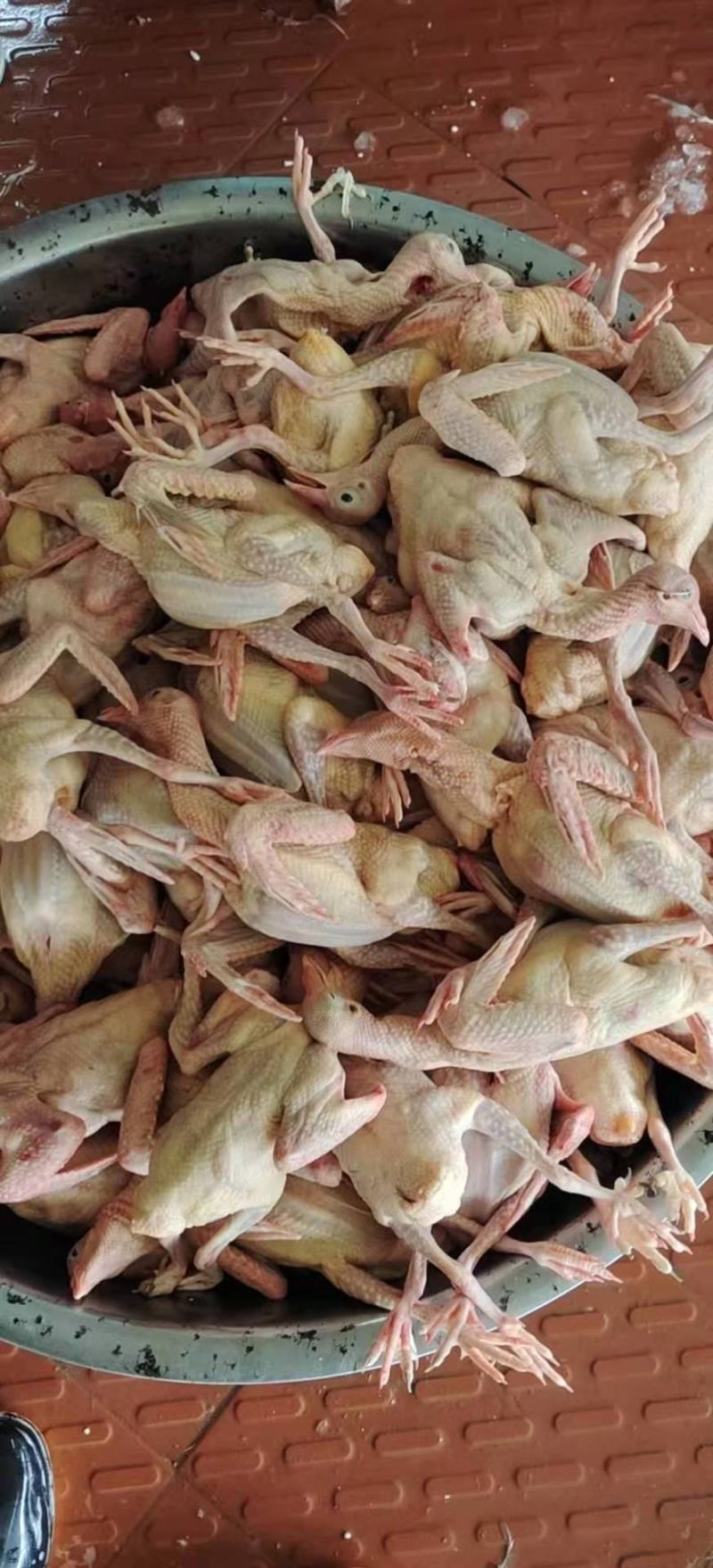 白条鸽