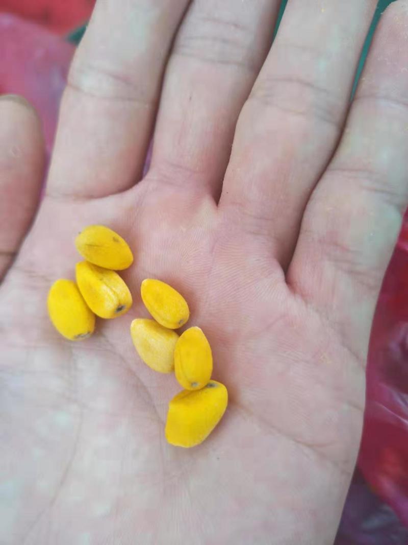 澳洲火焰木种子产地来自澳洲进口的品种种子