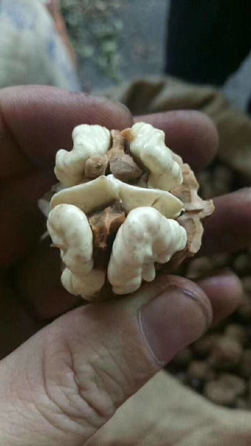 攀枝花老盐边高山核桃