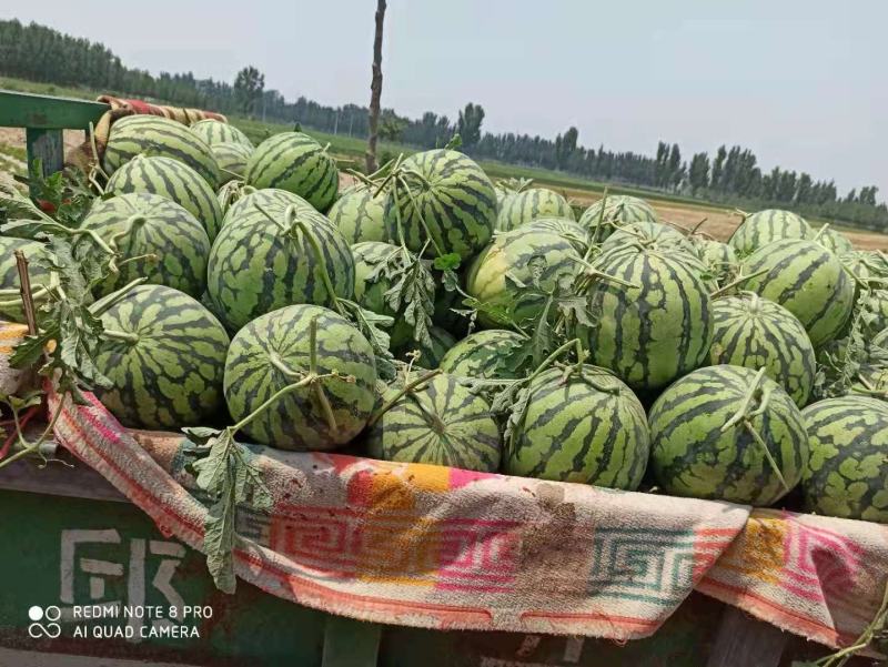 美嘟西瓜产地直供，熟度好，口感佳，货源充足。