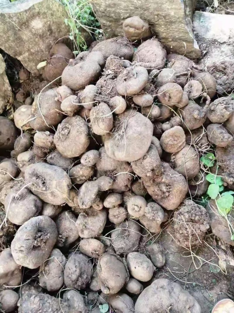 华坪县兴屹花椒种植专业合作社供应山乌龟，整车批发
