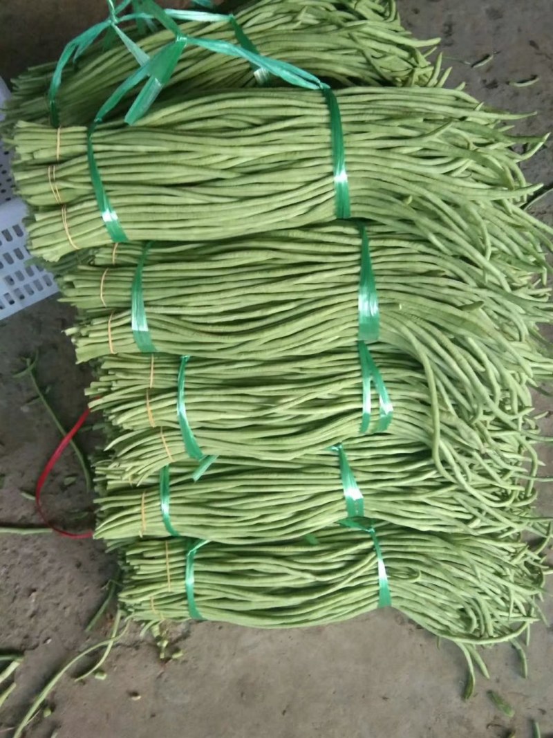 青豆角大量上，质量很好，需要的老板请联系。