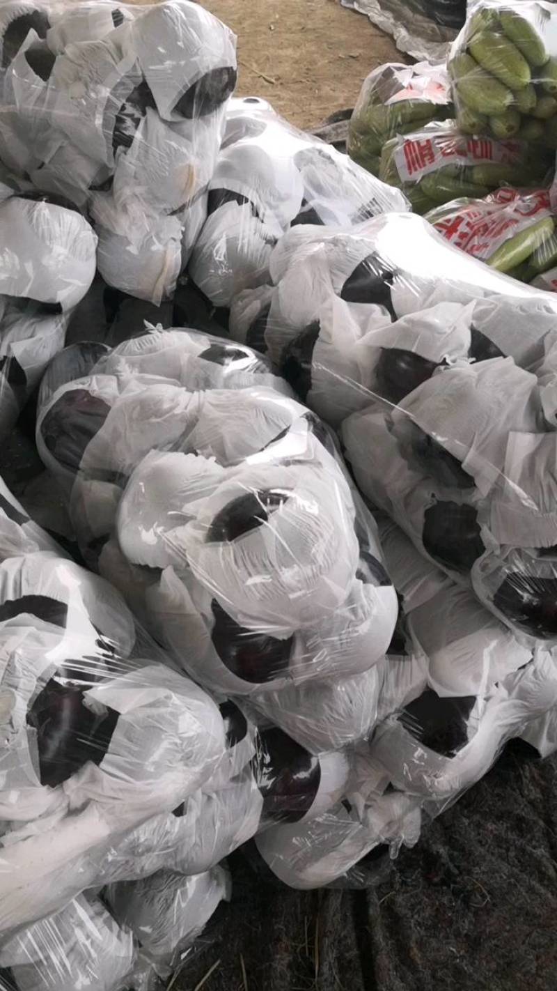 精品圆茄产地代办货源充足养殖电商市场有专业打包装车团队