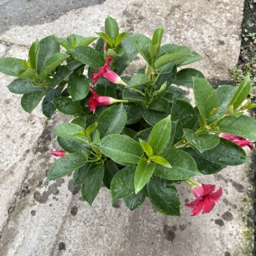双喜藤。飘香藤植物盆栽花卉绿植室内外植物