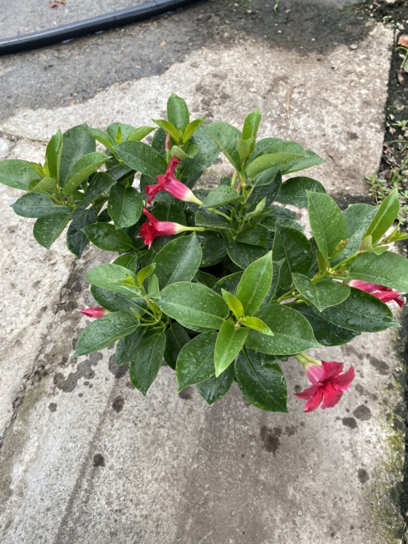 双喜藤。飘香藤植物盆栽花卉绿植室内外植物