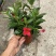 双喜藤。飘香藤植物盆栽花卉绿植室内外植物