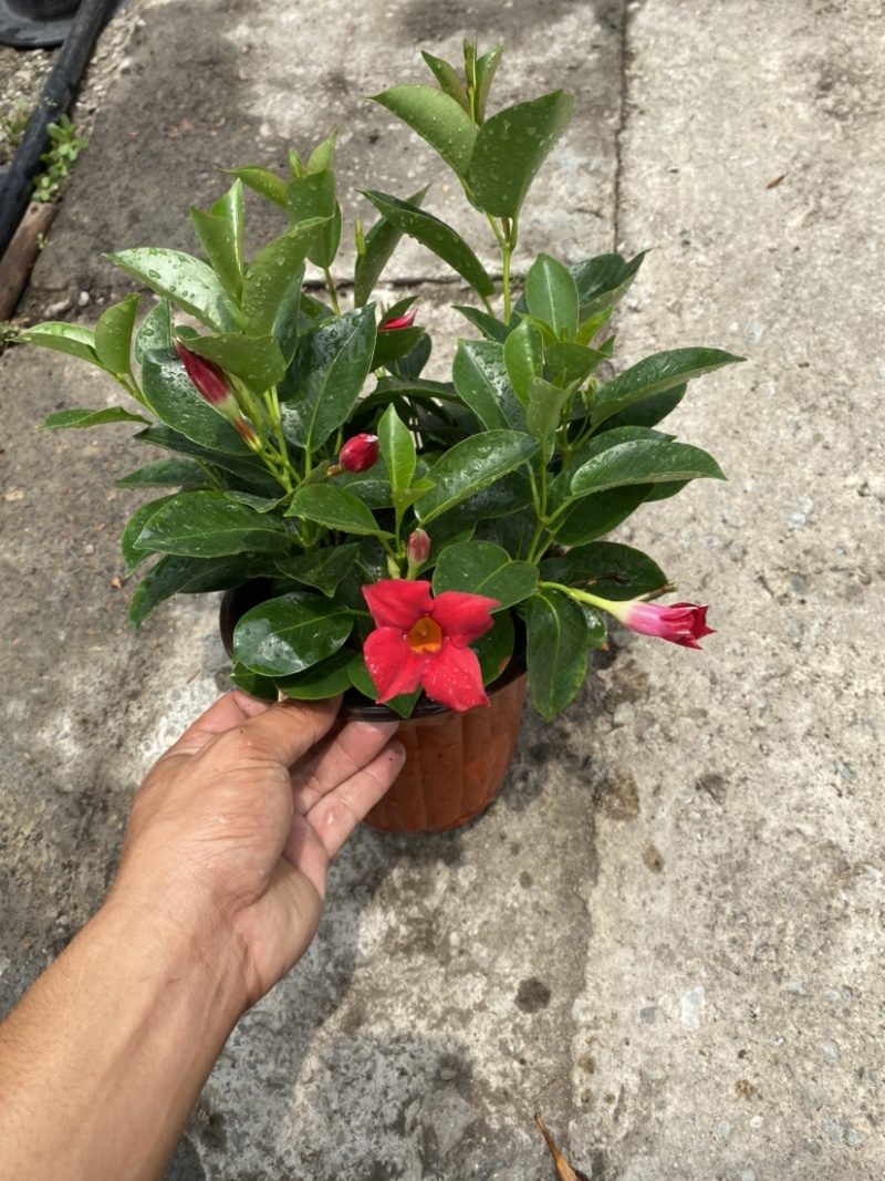 双喜藤。飘香藤植物盆栽花卉绿植室内外植物