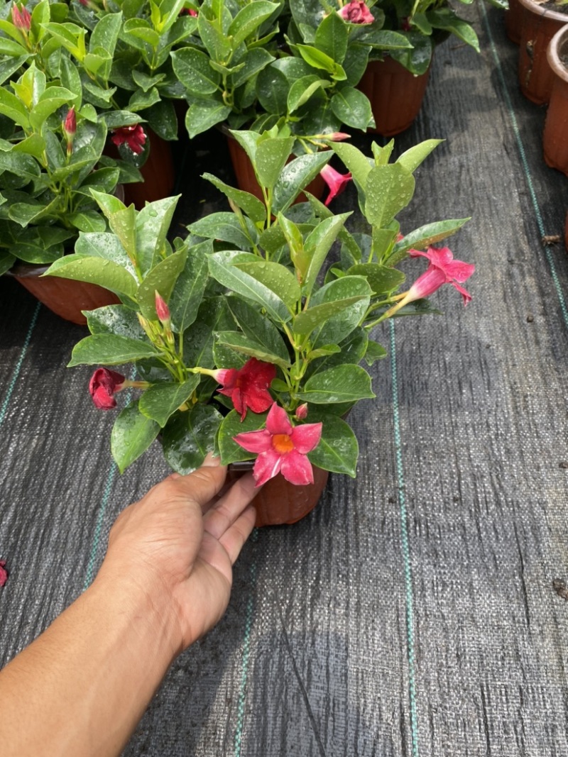 双喜藤。飘香藤植物盆栽花卉绿植室内外植物