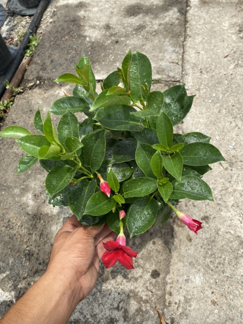 双喜藤。飘香藤植物盆栽花卉绿植室内外植物