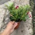 双喜藤。飘香藤植物盆栽花卉绿植室内外植物