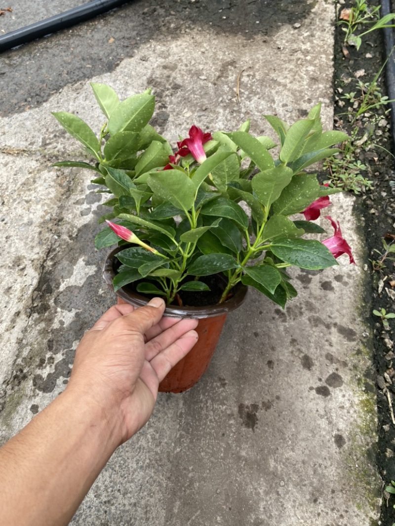 双喜藤。飘香藤植物盆栽花卉绿植室内外植物