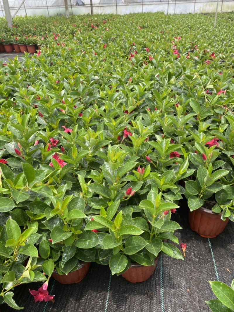 双喜藤。飘香藤植物盆栽花卉绿植室内外植物