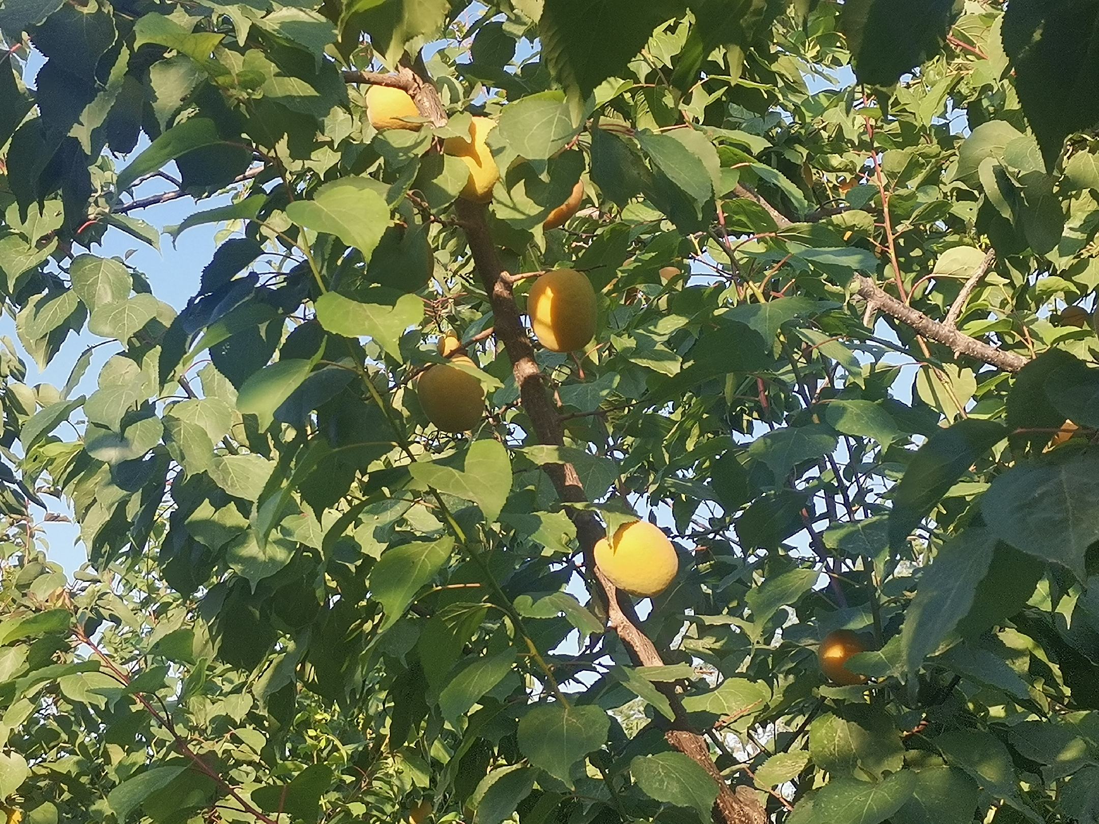 凯特杏果园种植场景