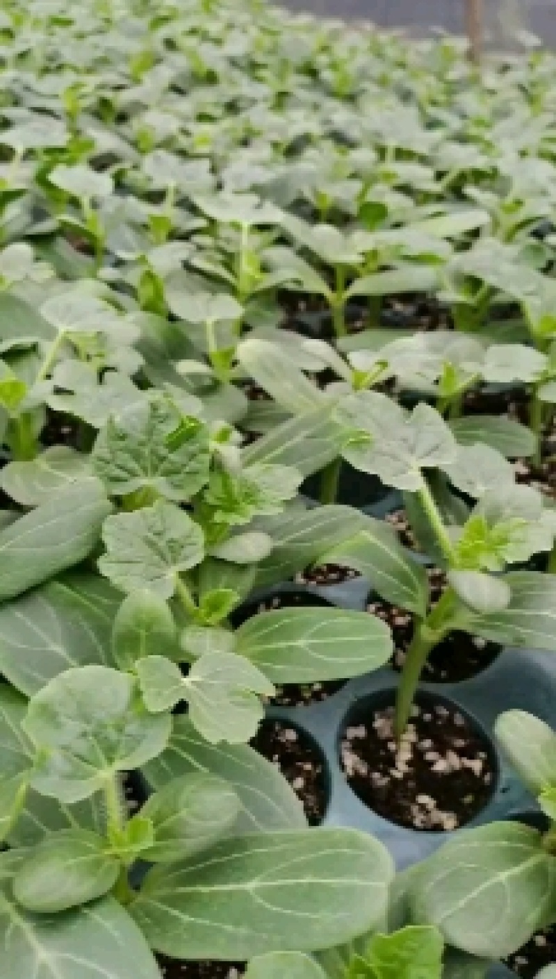 广西种苗嫁接西瓜苗基产地直销常年代育加工供应