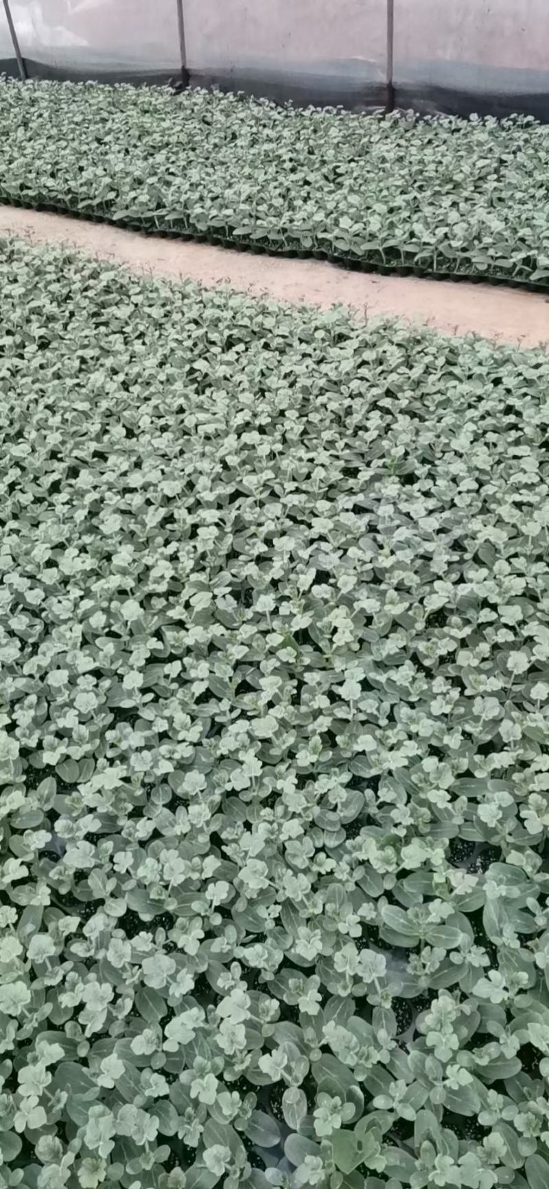 广西种苗嫁接西瓜苗基产地直销常年代育加工供应