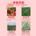 草莓西瓜压蔓叉月季多肉压蔓器
