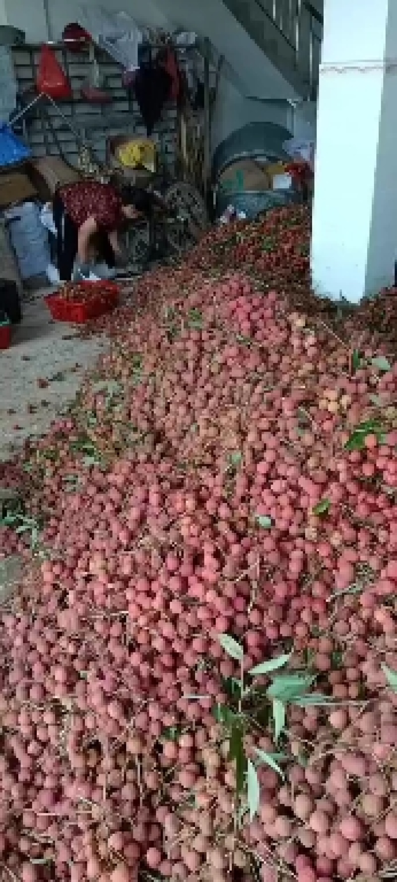 广西钦州黑叶