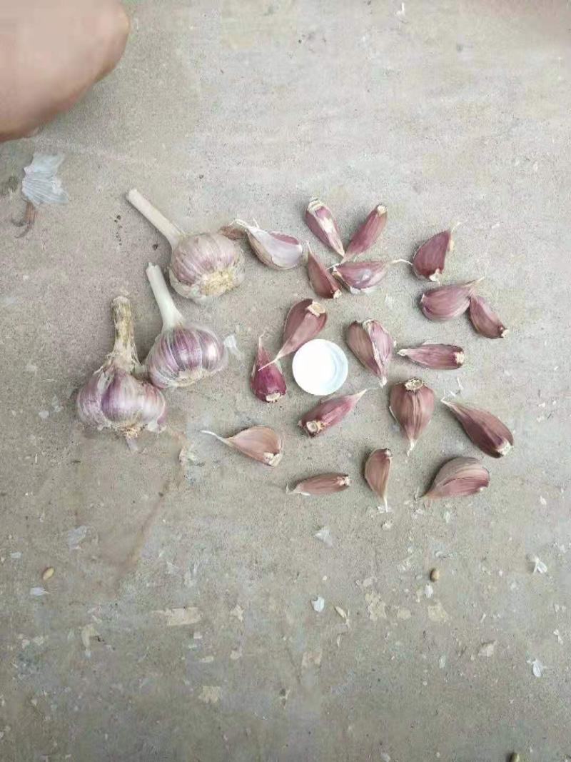 红根蒜苗种，苔蒜，川蒜种，四川二水早正月早早熟蒜种