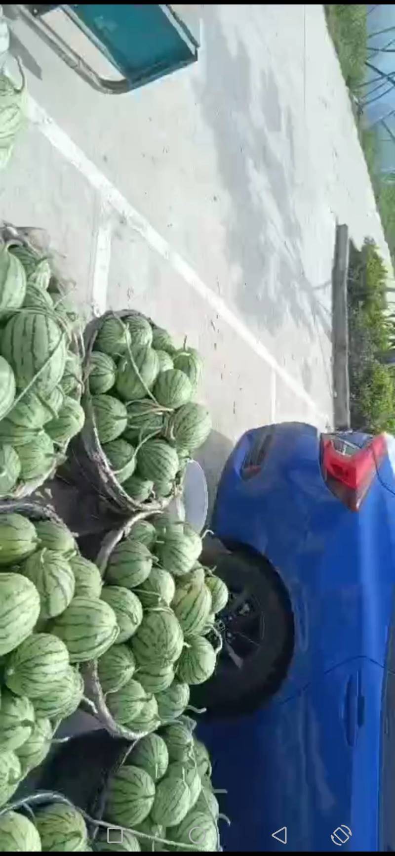 杭州萧山小西瓜，早春红玉早春红玉早春红玉