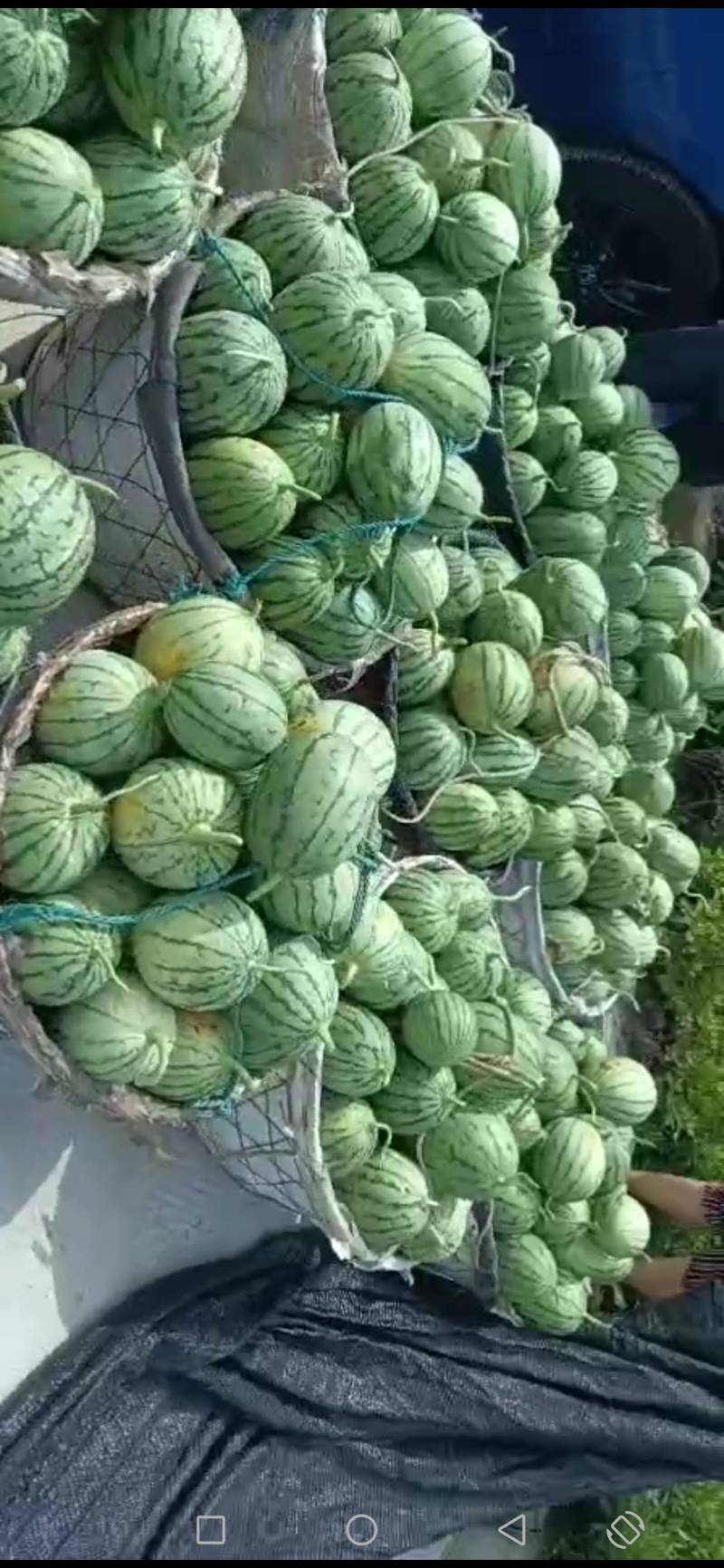 杭州萧山小西瓜，早春红玉早春红玉早春红玉