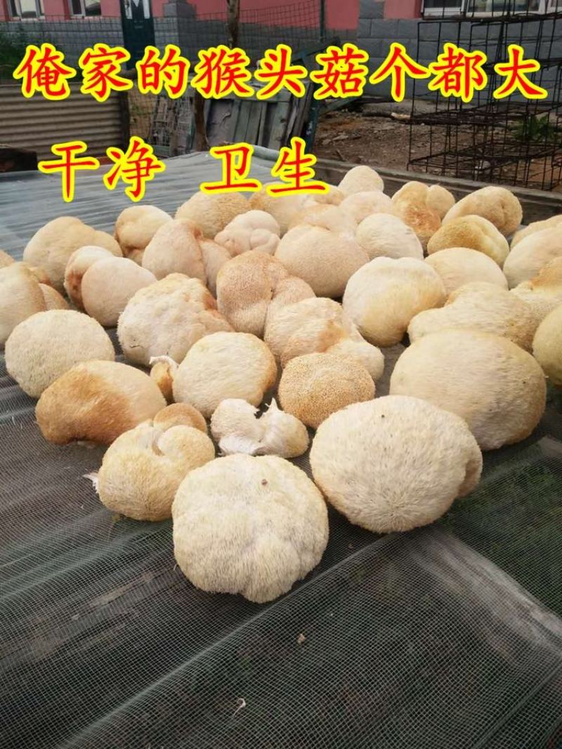 猴头菇东北猴头菇干货500g长白山特产农家蘑菇深山野生种