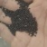 黄芩圆片自家产过风机统片