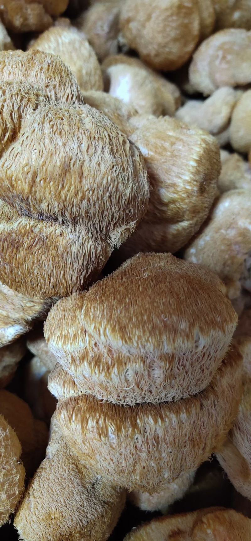 猴头菇东北猴头菇干货500g长白山特产农家蘑菇深山野生种