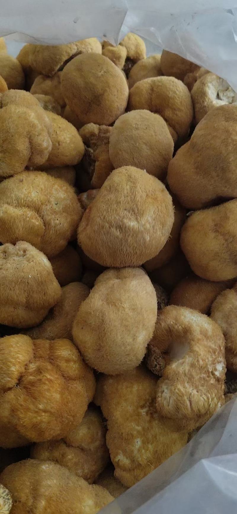 猴头菇东北猴头菇干货500g长白山特产农家蘑菇深山野生种