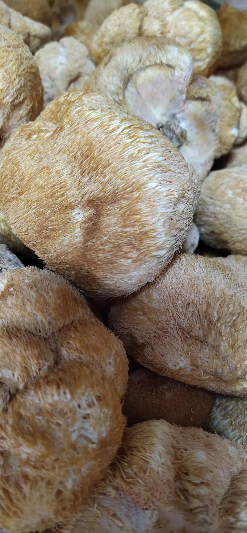 猴头菇东北猴头菇干货500g长白山特产农家蘑菇深山野生种