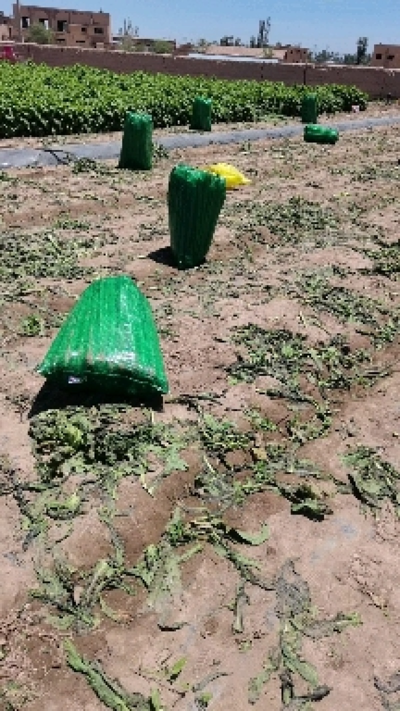 甘肃精品红叶光杆，产地自销，鲜嫩肉绿，电商美团正车接单