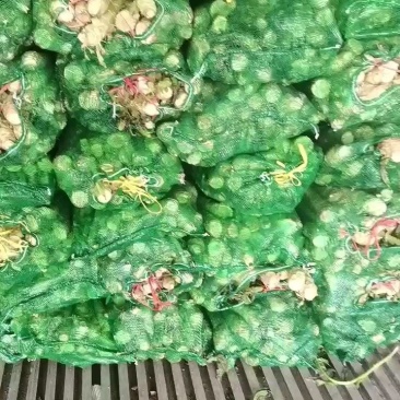 甘肃精品红叶光杆，产地自销，鲜嫩肉绿，电商美团正车接单