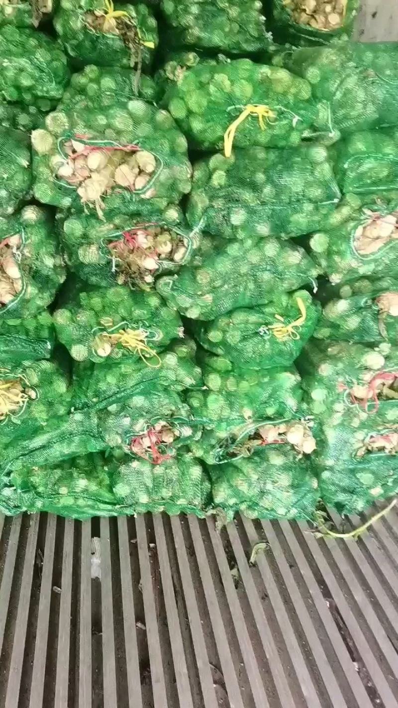甘肃精品红叶光杆，产地自销，鲜嫩肉绿，电商美团正车接单