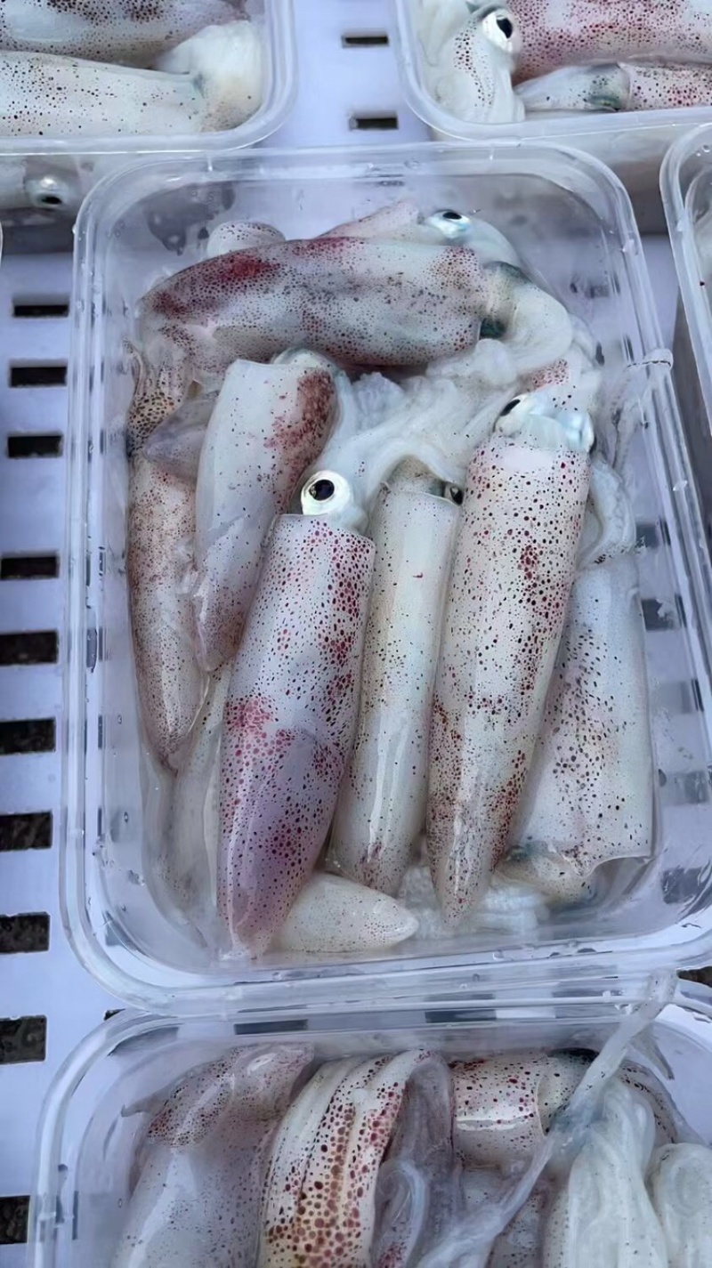 南澳岛，星空夜晚灯照尔仔，灯照一口尔仔鱿鱼仔。。。
