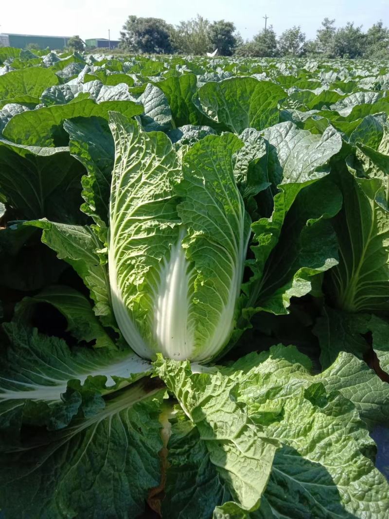 大白菜；刚上市；7.到8成熟；量大；需要的联系